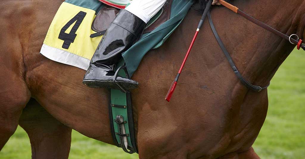Racehorse closeup