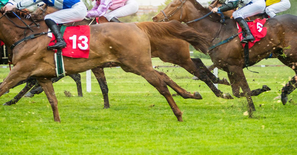 horse race