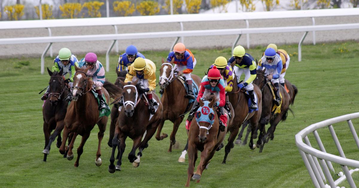 horse race