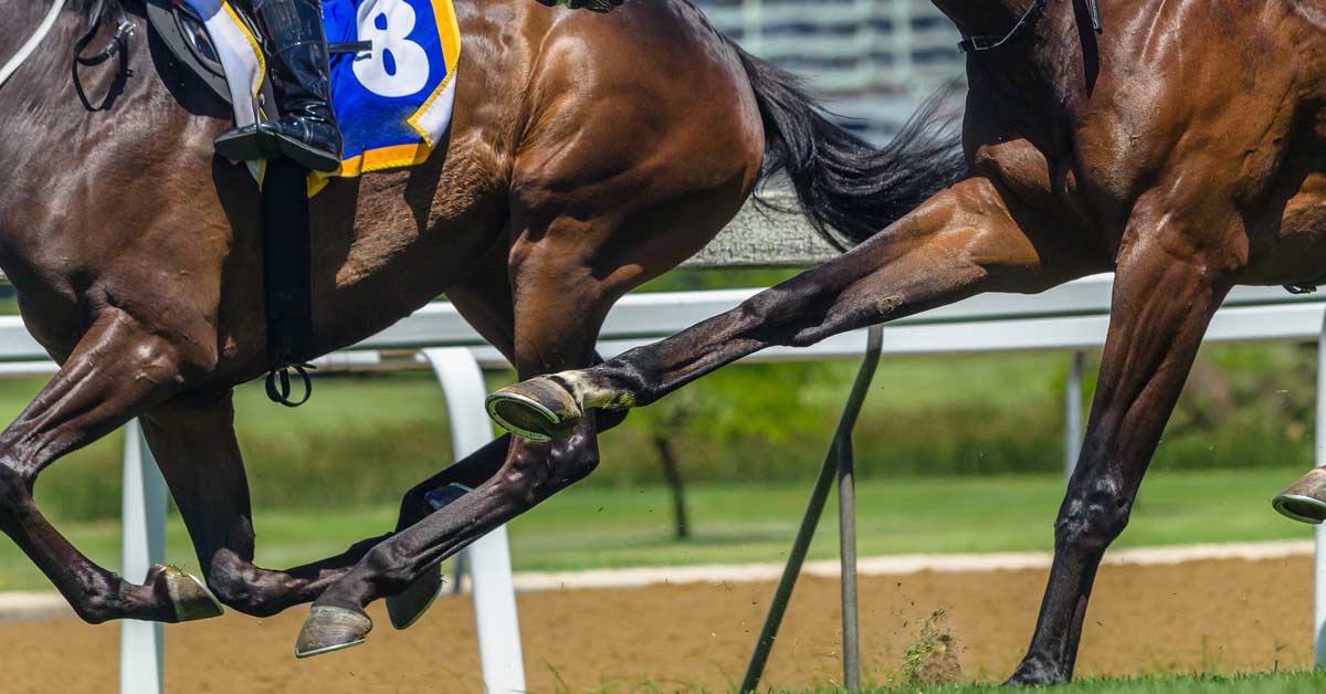 horse racing closeup
